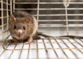 A close-up of a rat inside a metal cage.