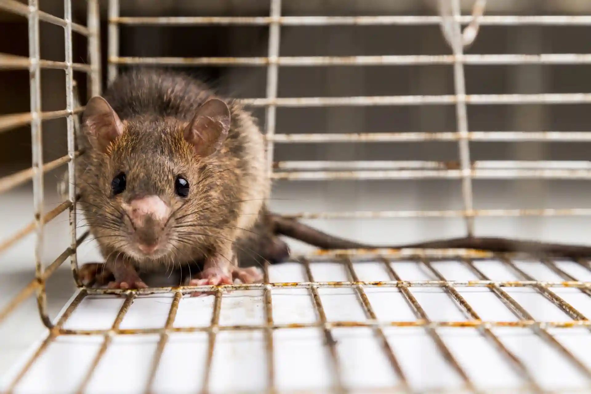 A close-up of a rat inside a metal cage.