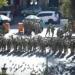 A group of uniformed soldiers gather in a city's public square near parked cars and orange barriers, amid rising tensions from a recent coup attempt. Pigeons are visible in the foreground.