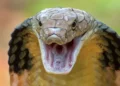 Close-up of a cobra with its hood expanded, mouth open, and fangs visible, displaying an aggressive stance, reminiscent of the recent Bihar snakebite news where a man bites snake to death.