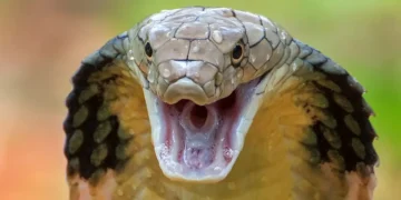 Close-up of a cobra with its hood expanded, mouth open, and fangs visible, displaying an aggressive stance, reminiscent of the recent Bihar snakebite news where a man bites snake to death.