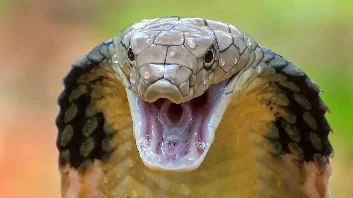 Close-up of a cobra with its hood expanded, mouth open, and fangs visible, displaying an aggressive stance, reminiscent of the recent Bihar snakebite news where a man bites snake to death.