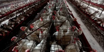 Rows of white hens in a large poultry farm in Colorado are confined to small wire cages, arranged in long lines, under dim lighting, raising concerns about a potential bird flu outbreak.