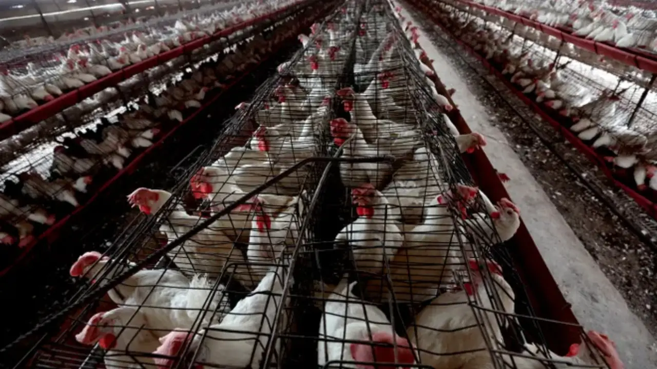 Rows of white hens in a large poultry farm in Colorado are confined to small wire cages, arranged in long lines, under dim lighting, raising concerns about a potential bird flu outbreak.