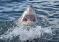 Shark Attack on South Padre Island Disrupts Fourth of July Celebrations