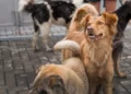 Several dogs, including a brown dog in focus, are standing on a paved surface outside, with a person in the background. Awareness of Turkey's stray dogs has risen recently due to debates over Turkish legislation regarding their welfare.