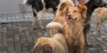Several dogs, including a brown dog in focus, are standing on a paved surface outside, with a person in the background. Awareness of Turkey's stray dogs has risen recently due to debates over Turkish legislation regarding their welfare.