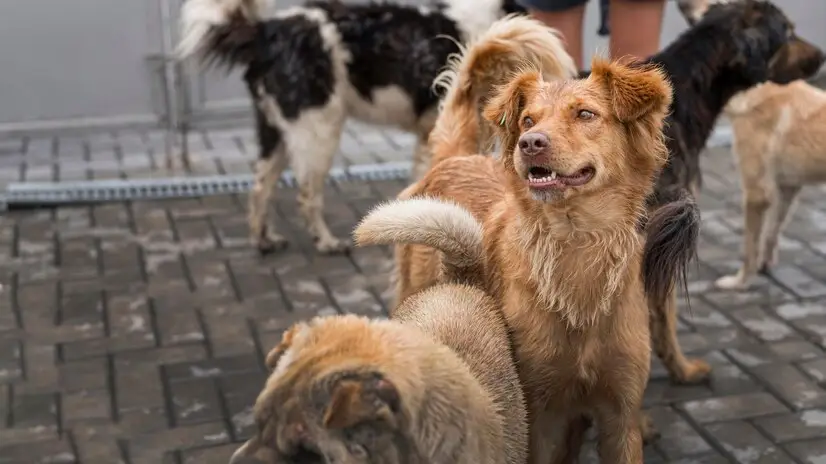 Several dogs, including a brown dog in focus, are standing on a paved surface outside, with a person in the background. Awareness of Turkey's stray dogs has risen recently due to debates over Turkish legislation regarding their welfare.