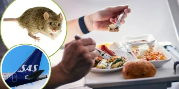 An in-flight meal being eaten, with inset images of a live mouse and the tail of a Scandinavian Airlines airplane.
