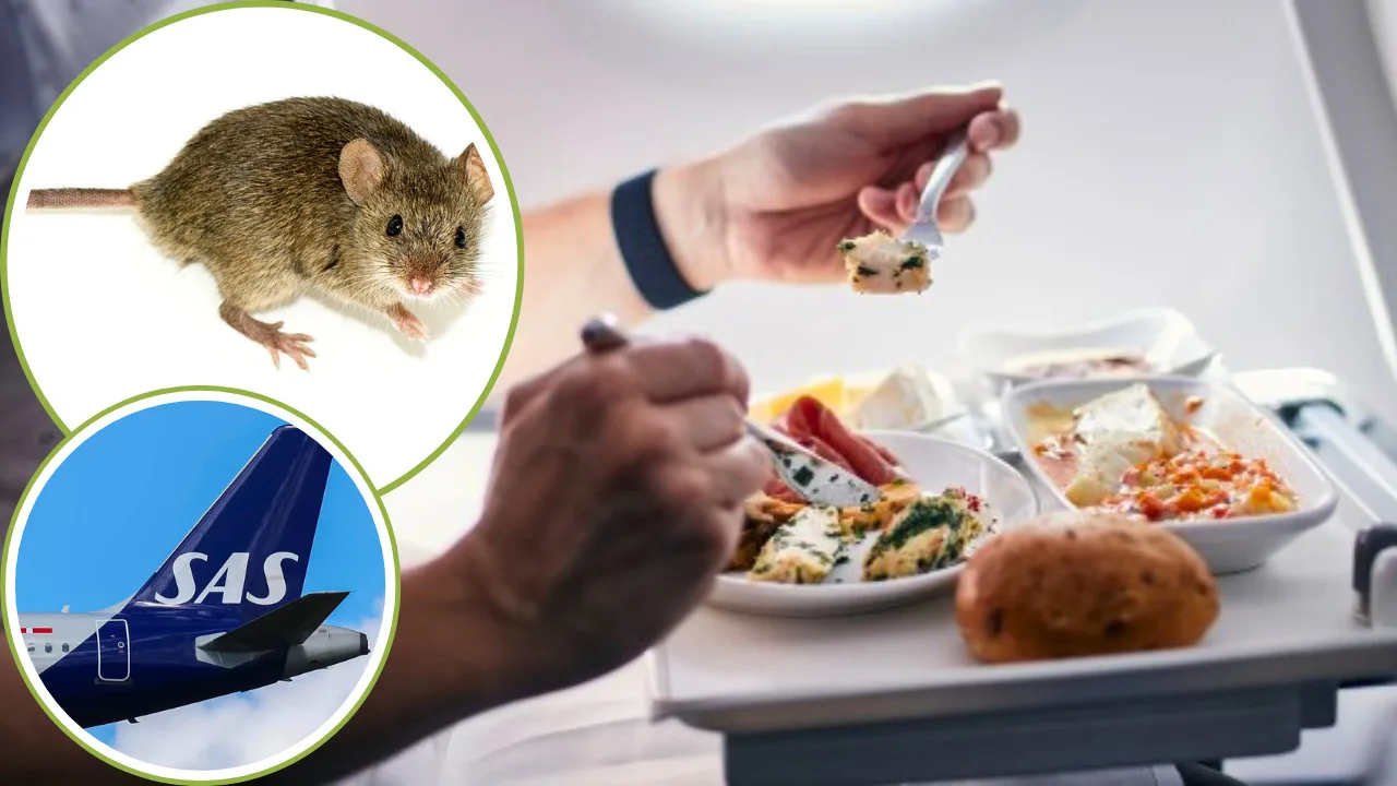 An in-flight meal being eaten, with inset images of a live mouse and the tail of a Scandinavian Airlines airplane.