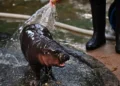 A Baby Hippo is being sprayed with water by a person in black boots, standing on a wet pavement near a hose at Khao Kheow Open Zoo.