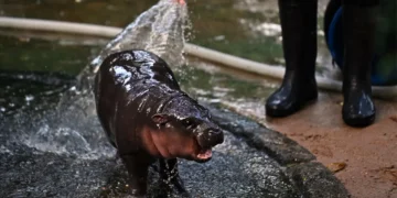 A Baby Hippo is being sprayed with water by a person in black boots, standing on a wet pavement near a hose at Khao Kheow Open Zoo.