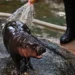 A Baby Hippo is being sprayed with water by a person in black boots, standing on a wet pavement near a hose at Khao Kheow Open Zoo.