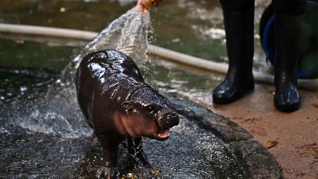 A Baby Hippo is being sprayed with water by a person in black boots, standing on a wet pavement near a hose at Khao Kheow Open Zoo.