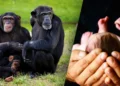 A group of three chimpanzees sits on grass; a sleeping infant chimp clings to an adult chimp. On the right, hands gently cradle the head of a human infant, hinting at underlying conservation tensions.