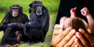 A group of three chimpanzees sits on grass; a sleeping infant chimp clings to an adult chimp. On the right, hands gently cradle the head of a human infant, hinting at underlying conservation tensions.