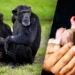 A group of three chimpanzees sits on grass; a sleeping infant chimp clings to an adult chimp. On the right, hands gently cradle the head of a human infant, hinting at underlying conservation tensions.