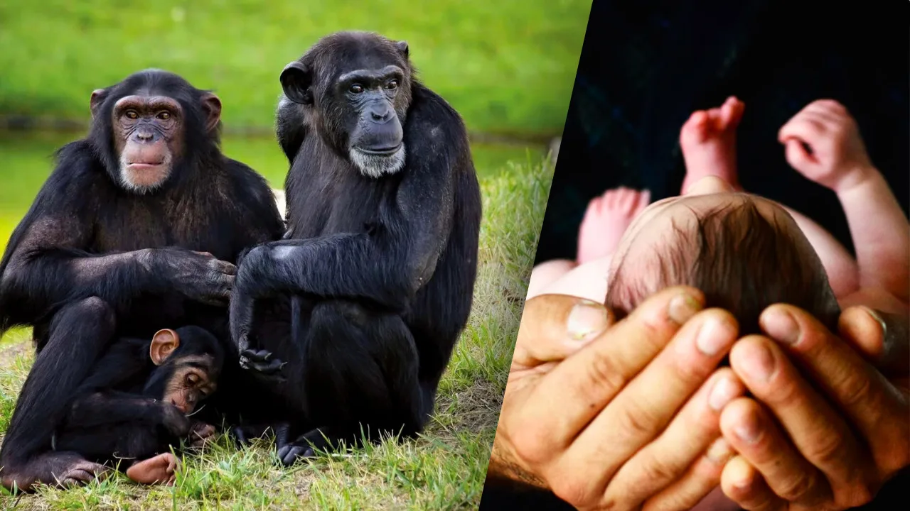 A group of three chimpanzees sits on grass; a sleeping infant chimp clings to an adult chimp. On the right, hands gently cradle the head of a human infant, hinting at underlying conservation tensions.