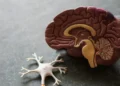 A model of a human brain with anatomical details sits next to a neuron model on a gray surface, symbolizing new hope in Alzheimer's research breakthroughs.