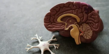A model of a human brain with anatomical details sits next to a neuron model on a gray surface, symbolizing new hope in Alzheimer's research breakthroughs.