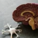 A model of a human brain with anatomical details sits next to a neuron model on a gray surface, symbolizing new hope in Alzheimer's research breakthroughs.