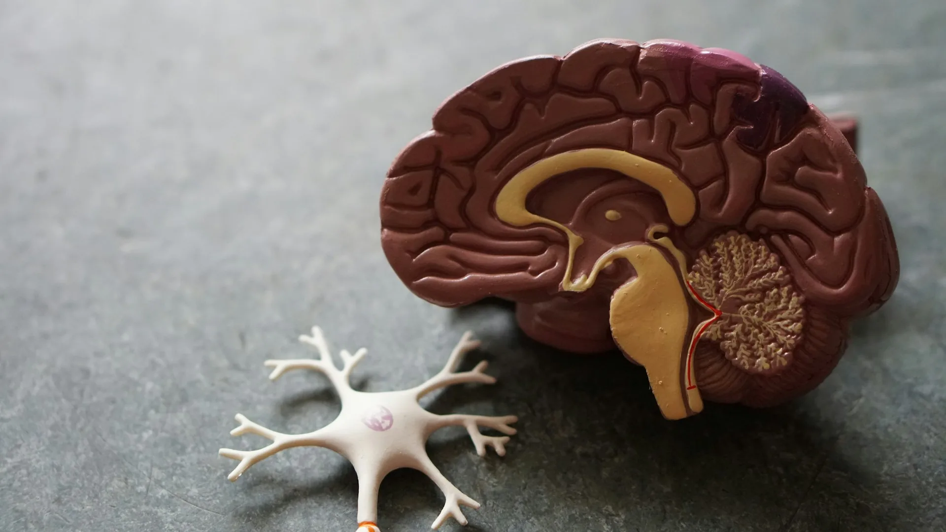 A model of a human brain with anatomical details sits next to a neuron model on a gray surface, symbolizing new hope in Alzheimer's research breakthroughs.