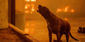 Norwalk-Based ‘Get Joy’ Donates Food for Dogs Affected by LA Wildfires