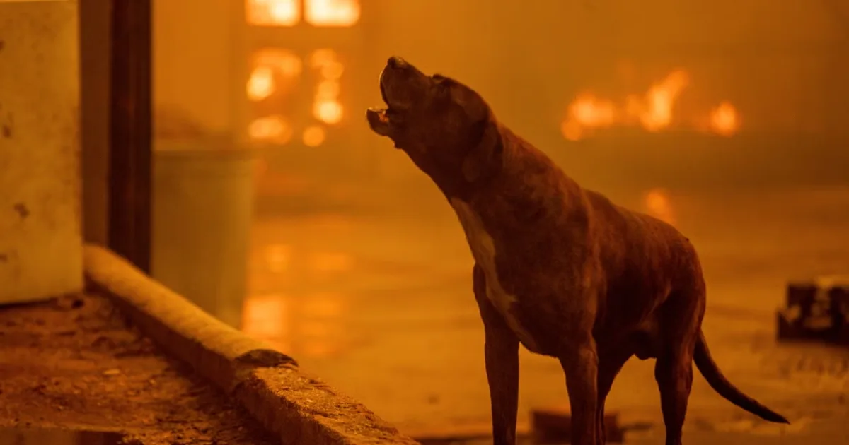 Norwalk-Based ‘Get Joy’ Donates Food for Dogs Affected by LA Wildfires