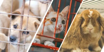 connecticut-pet-shop-sales-ban-proposal