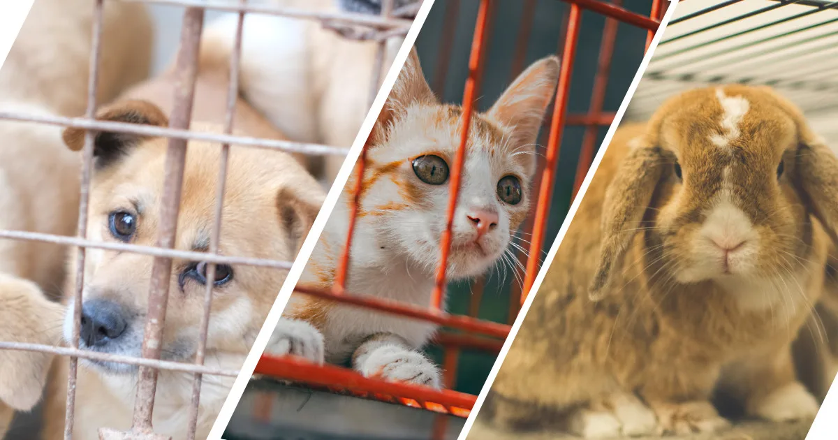 connecticut-pet-shop-sales-ban-proposal