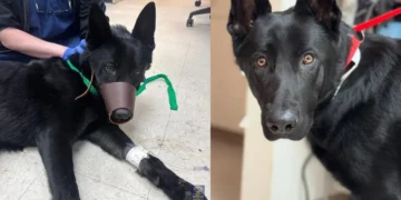 Route 8 stray dog, Bridgeport dog accident, Connecticut animal rescue