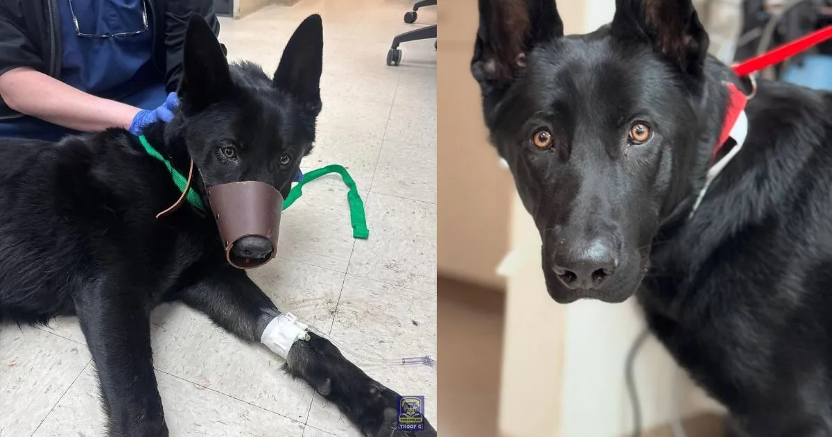 Route 8 stray dog, Bridgeport dog accident, Connecticut animal rescue