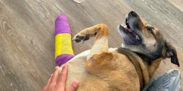 Route 91 crash dog, Meriden dog rescue, Connecticut pet recovery