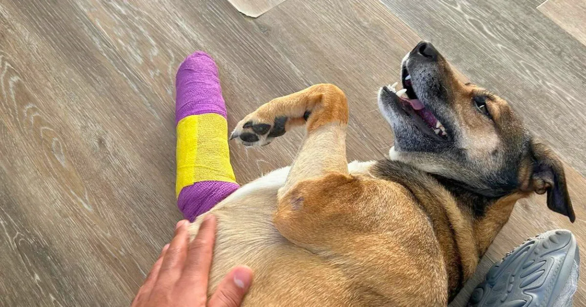 Route 91 crash dog, Meriden dog rescue, Connecticut pet recovery