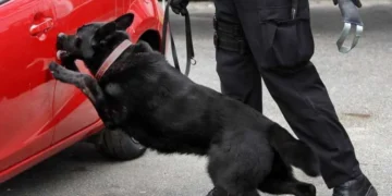 Connecticut K-9 drug bust, Griswold traffic stop, Connecticut State Police narcotics arrest