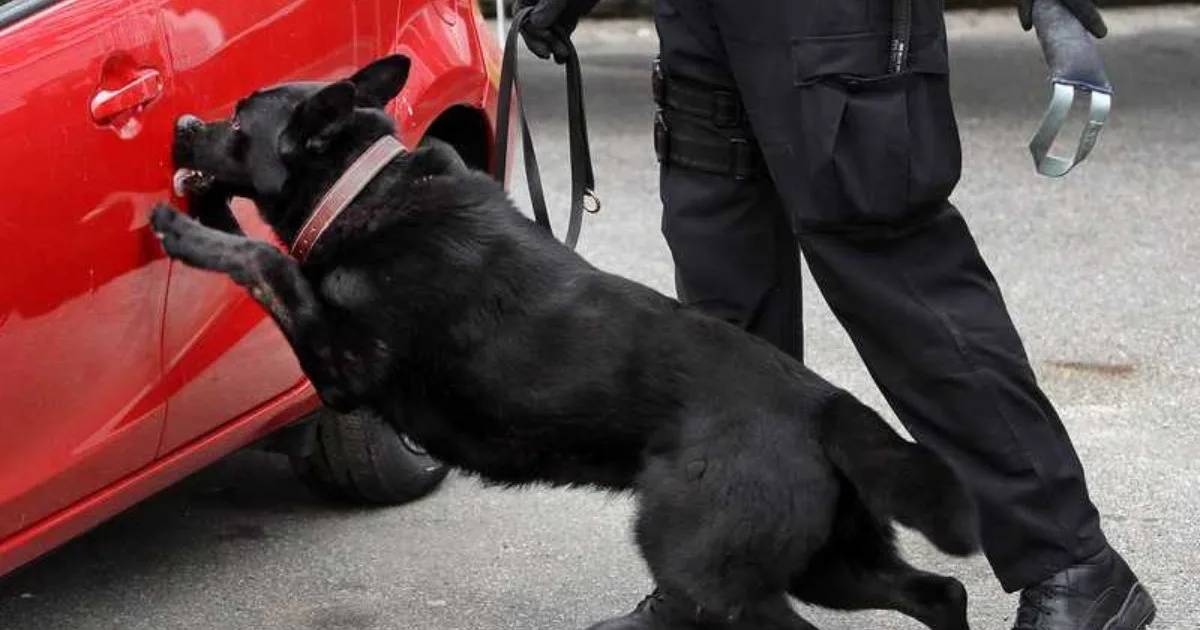 Connecticut K-9 drug bust, Griswold traffic stop, Connecticut State Police narcotics arrest