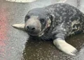 New Haven seal pup, Mystic Aquarium rescue, Connecticut wildlife rescue