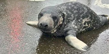 New Haven seal pup, Mystic Aquarium rescue, Connecticut wildlife rescue