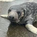 New Haven seal pup, Mystic Aquarium rescue, Connecticut wildlife rescue