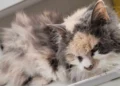 Meriden cat dumped, Connecticut animal cruelty, Meriden Animal Control rescue