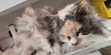 Meriden cat dumped, Connecticut animal cruelty, Meriden Animal Control rescue