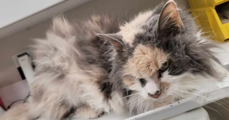 Meriden cat dumped, Connecticut animal cruelty, Meriden Animal Control rescue