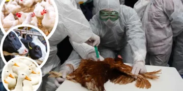 avian-influenza-outbreak-connecticut