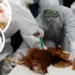 avian-influenza-outbreak-connecticut