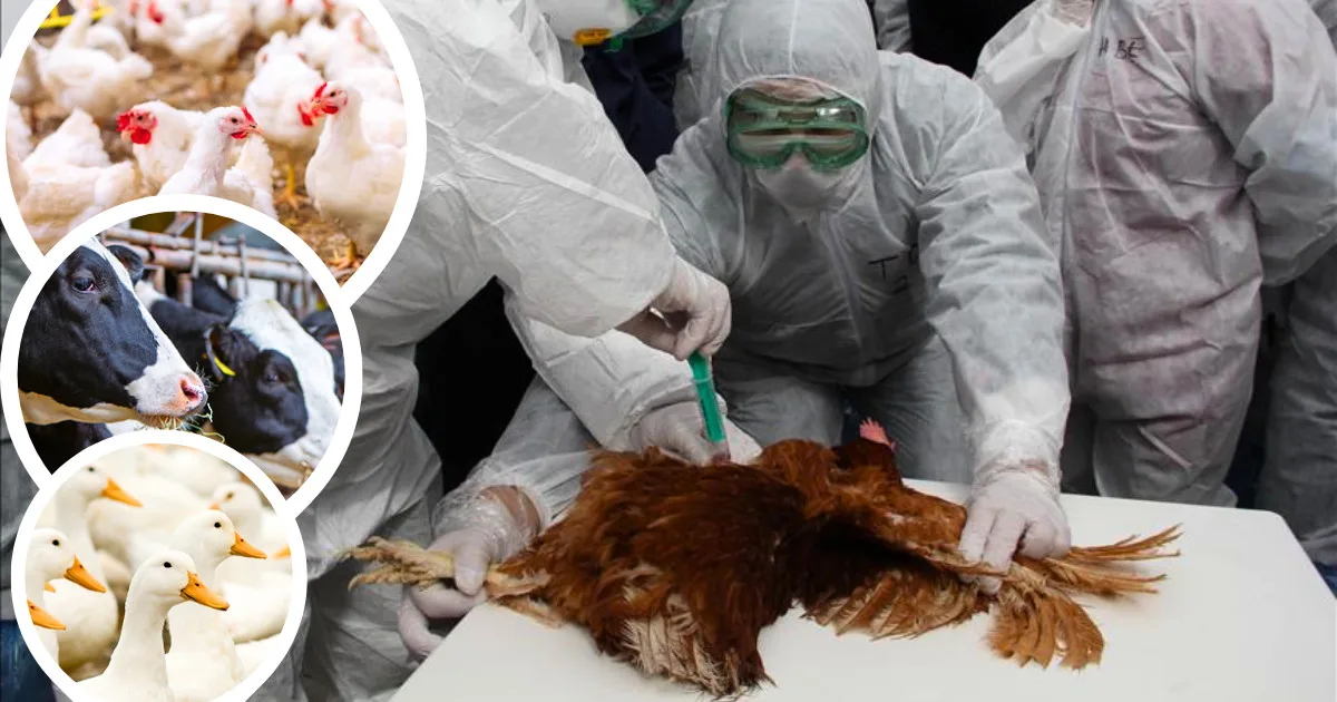 avian-influenza-outbreak-connecticut