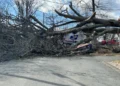Newington tree fall, power lines down, mail truck accident, Connecticut weather damage