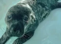 New Haven seal rescue, Mystic Aquarium seal pup, marine animal rehabilitation