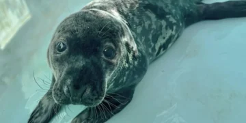 New Haven seal rescue, Mystic Aquarium seal pup, marine animal rehabilitation