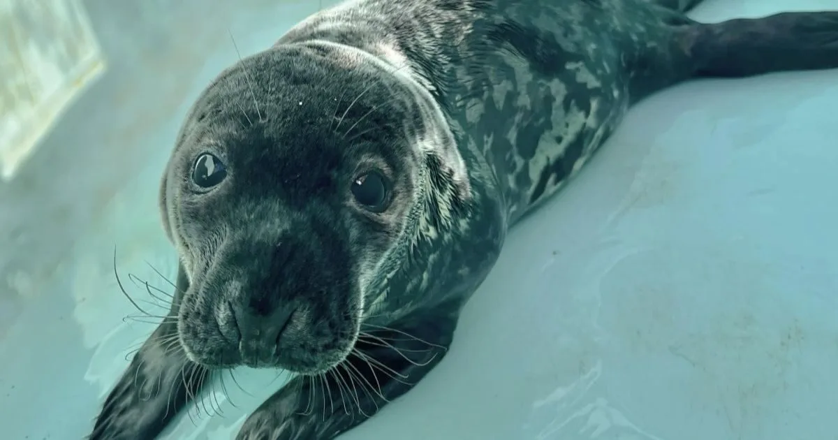 New Haven seal rescue, Mystic Aquarium seal pup, marine animal rehabilitation