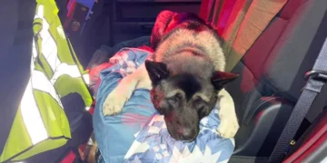 Route 9 dog rescue, Connecticut State Police animal rescue, Cromwell dog accident